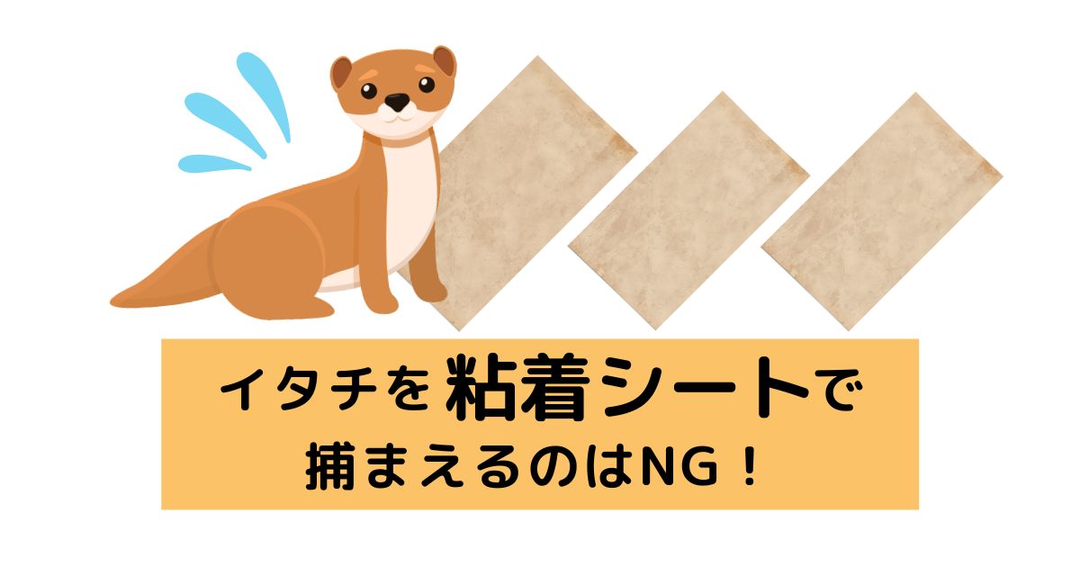 イタチを粘着シートで捕まえるのはNG！理由と行うべき対策を解説