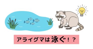 アライグマは泳ぐ！ペットの魚が食べられることもあるので注意！