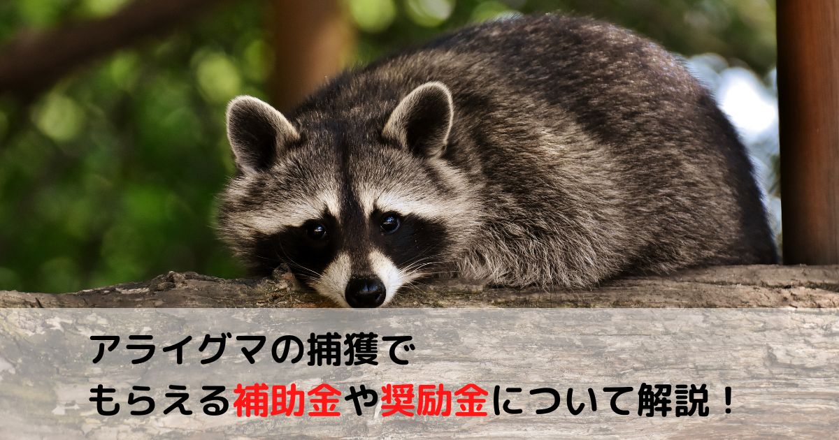 保証 アライグマ あらいぐま 害獣駆除 捕獲 捕獲器 わな猟 トラップ