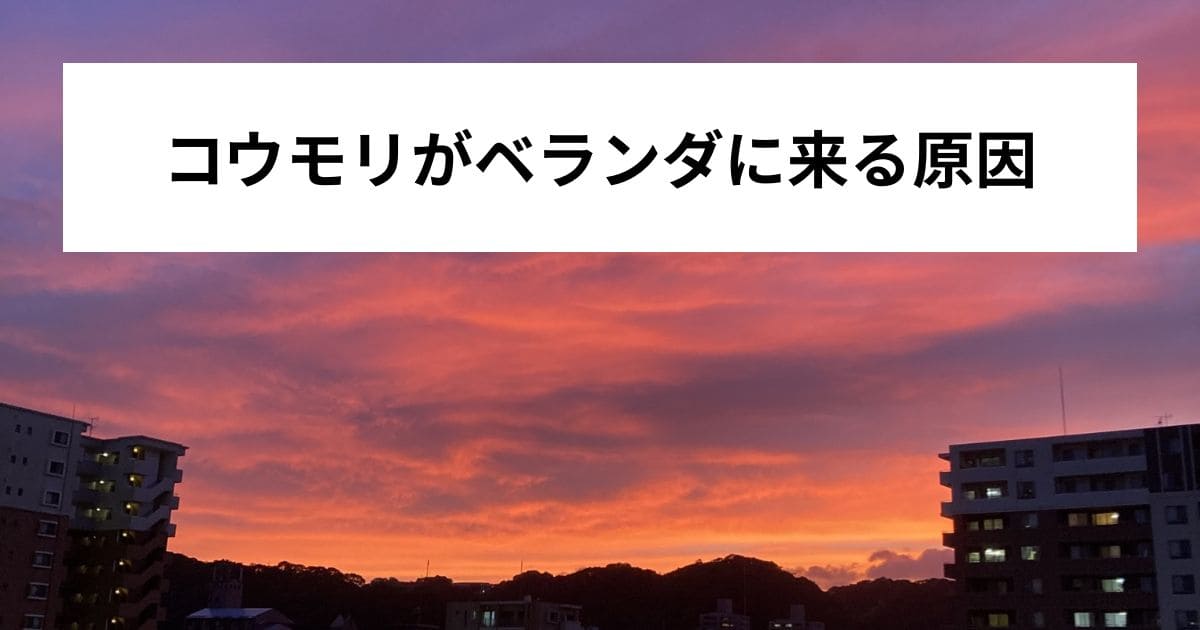コウモリがベランダに来る原因