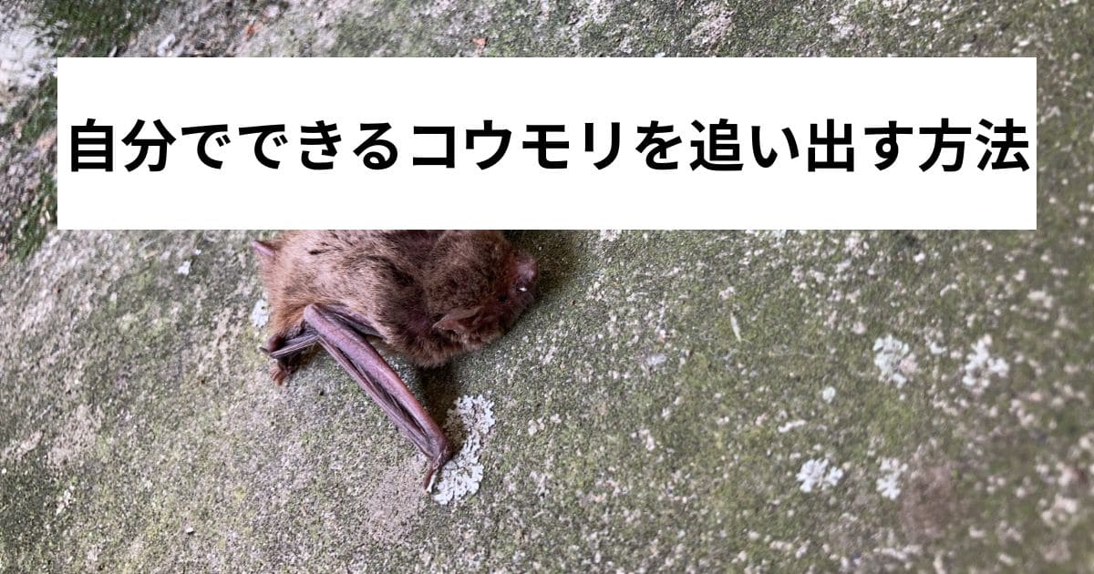 自分でできるコウモリを追い出す方法