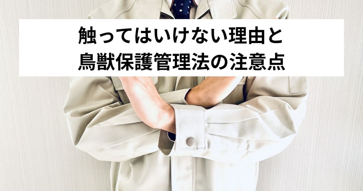 触ってはいけない理由と鳥獣保護管理法の注意点