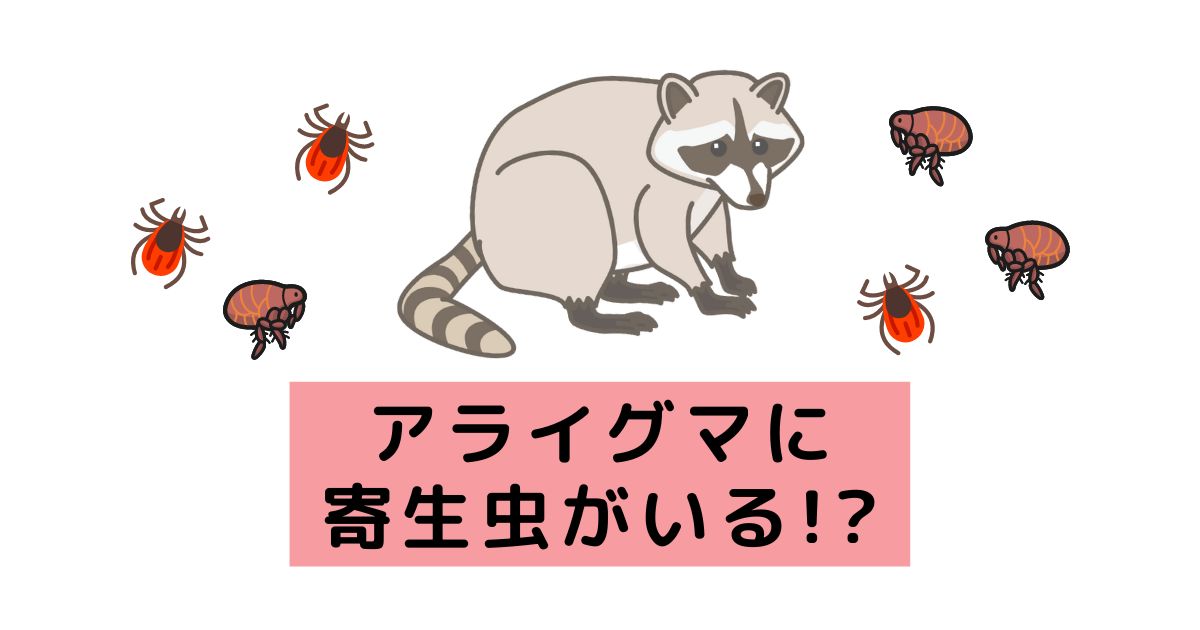 アライグマに寄生虫がいる！？エキノコックスや回虫について解説