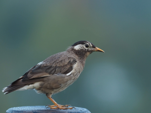 屋根裏に鳥が侵入したら ムクドリやスズメの被害や駆除について解説 害獣駆除plus プロが解説するお役立ち情報サイト