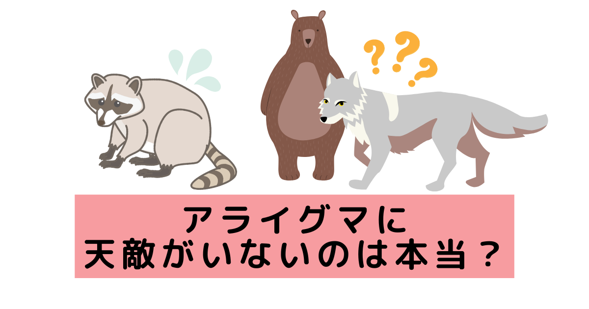 アライグマに天敵がいないのは本当 被害に悩んだときの対処法 害獣駆除plus プロが解説するお役立ち情報サイト