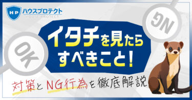 イタチを見たらすべきこと！対策とNG行為を徹底解説