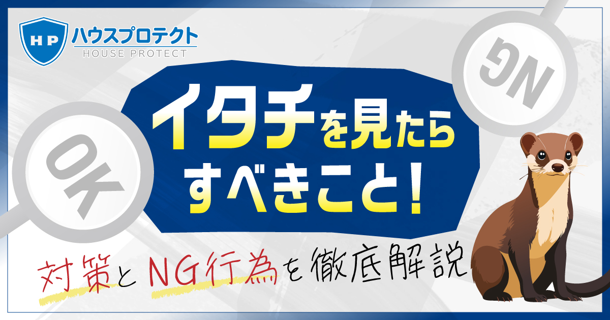 イタチを見たらするべき4つの対策！絶対にNGな行為も徹底解説 - 駆除