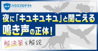 夜に「キュキュキュ」と聞こえる鳴き声の正体！解決策も解説