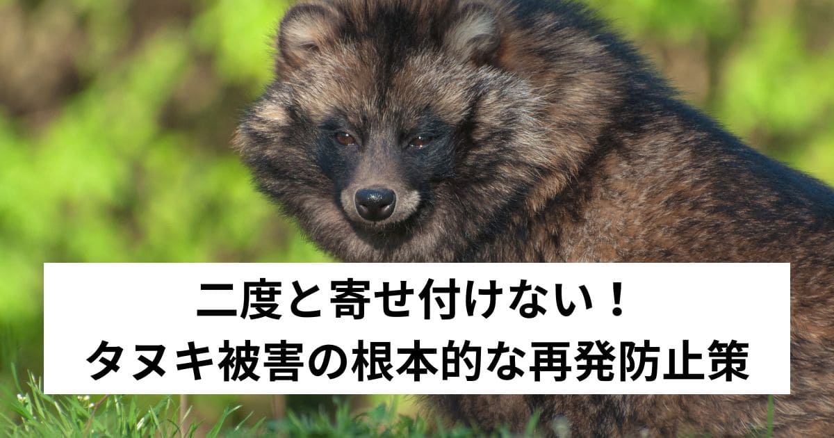 二度と寄せ付けない！タヌキ被害の根本的な再発防止策