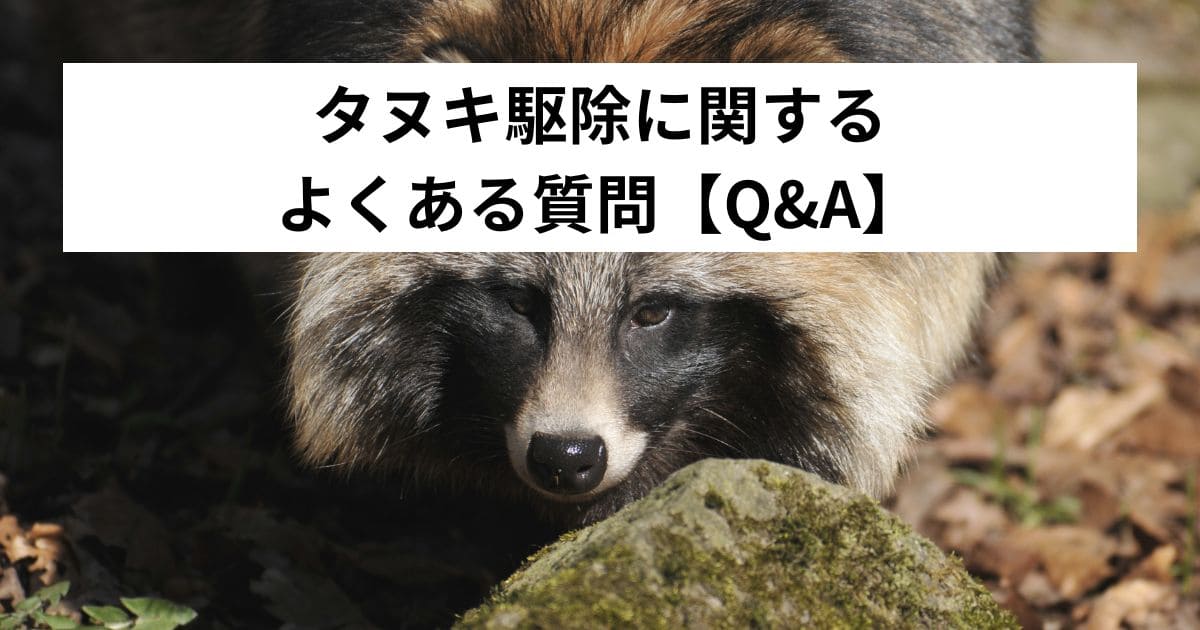 タヌキ駆除に関するよくある質問【Q&A】