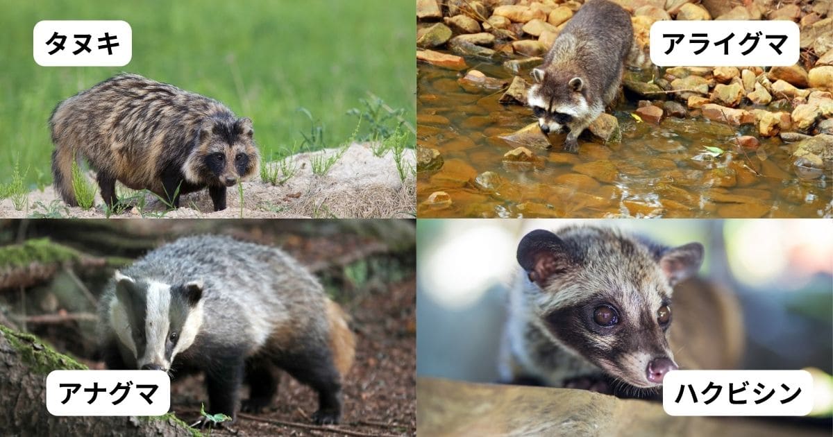 タヌキ　アライグマ　アナグマ　ハクビシン