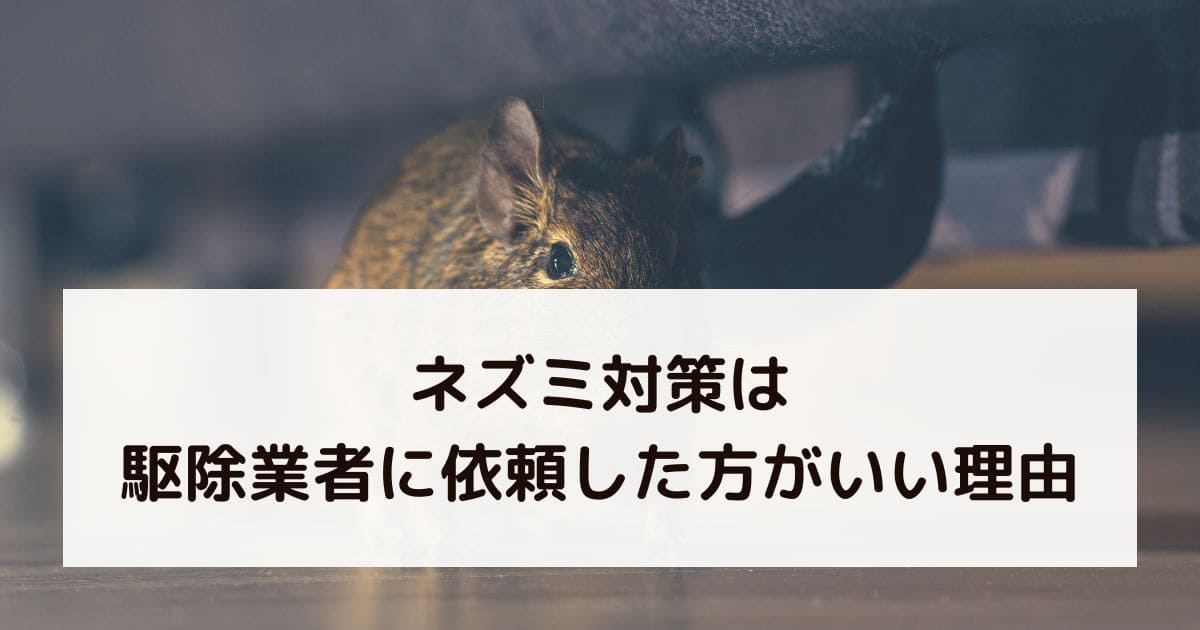 ネズミ対策は駆除業者に依頼した方がいい理由