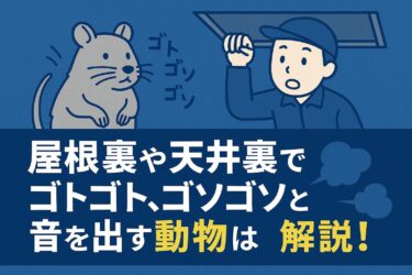 屋根裏や天井裏でゴトゴト、ゴソゴソと音を出す動物は？正体を解説！