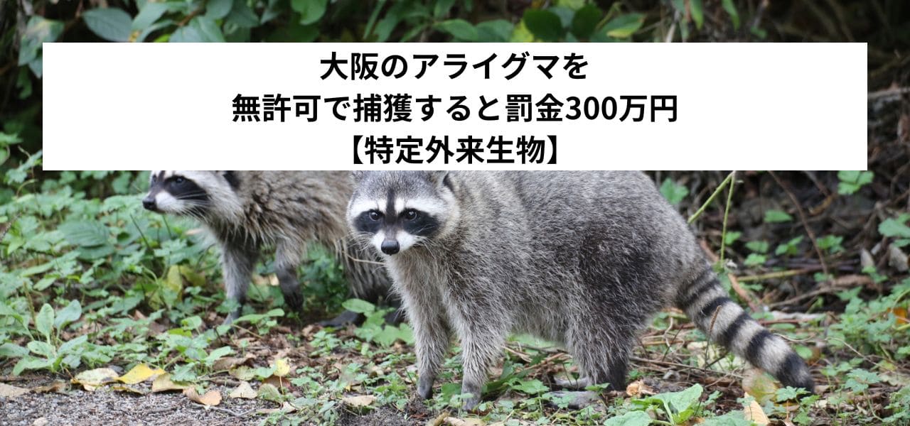大阪のアライグマを無許可で捕獲すると罰金300万円【特定外来生物】