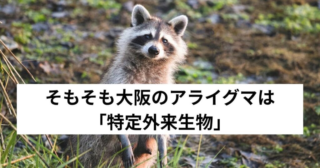 そもそも大阪のアライグマは「特定外来生物」