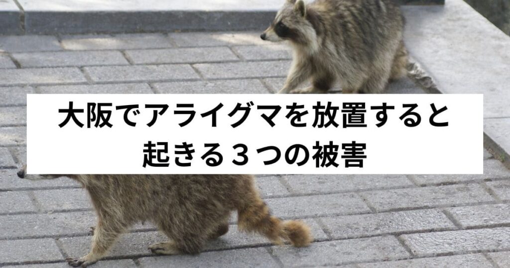 大阪でアライグマを放置すると起きる３つの被害