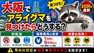大阪でアライグマを見つけたらどうする？対処法と駆除費用を解説【2026年最新】