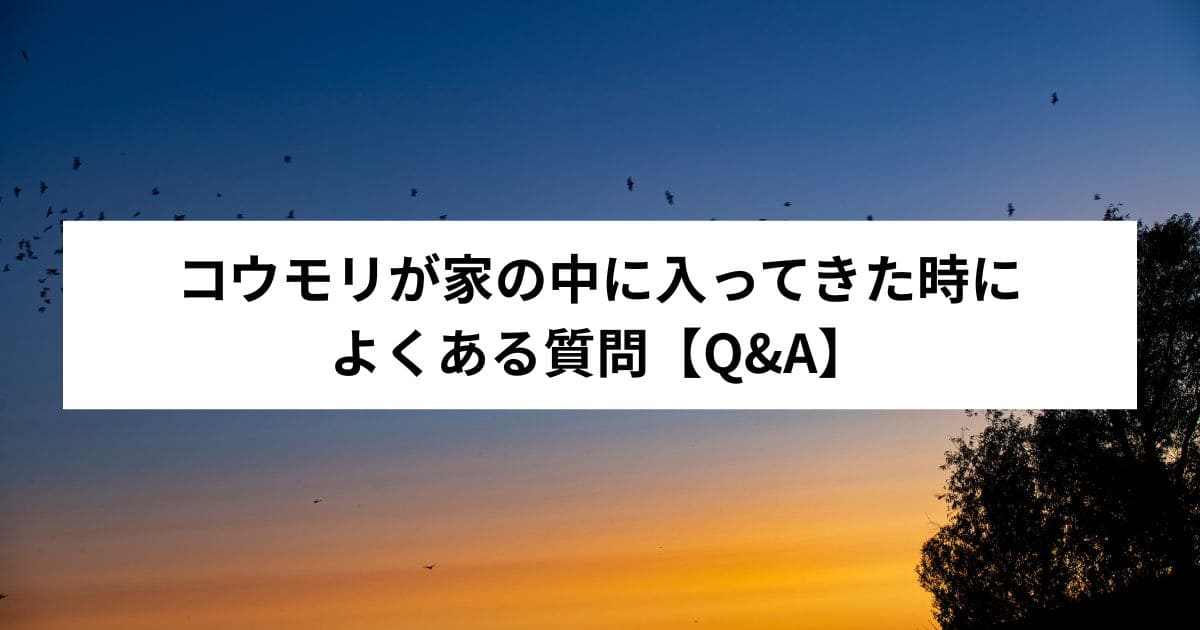 コウモリが家の中に入ってきた時によくある質問【Q&A】