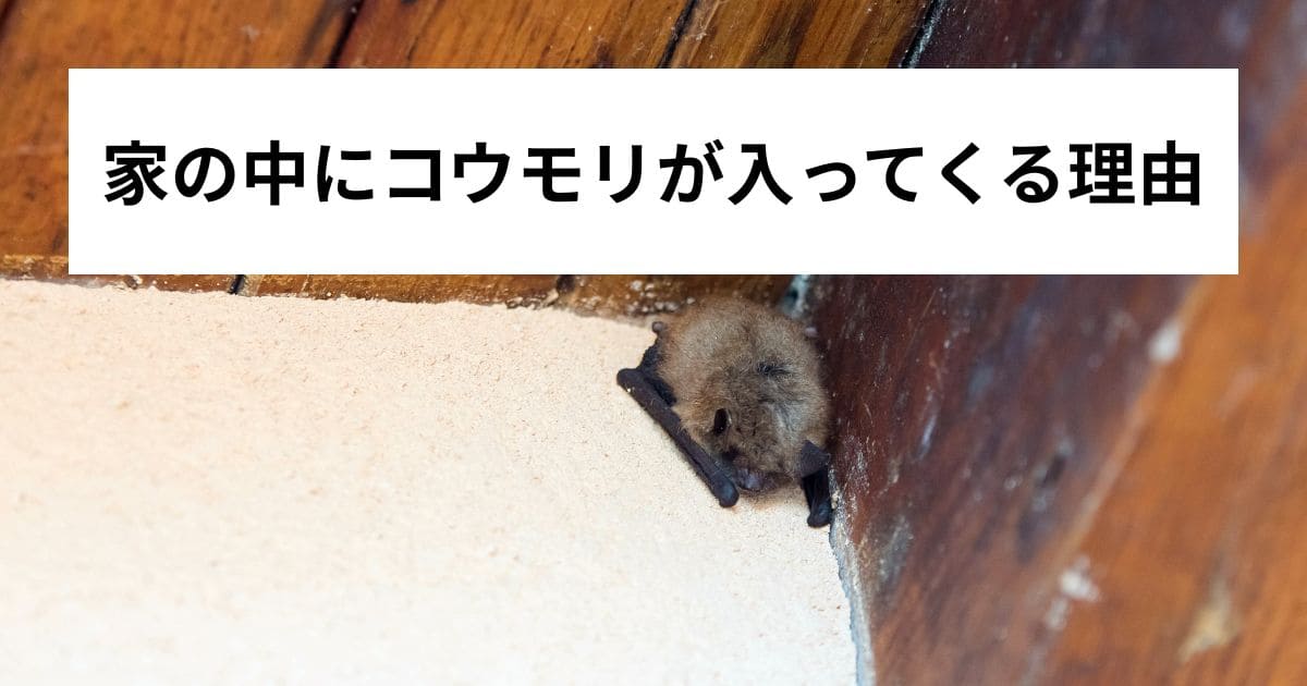家の中にコウモリが入ってくる理由