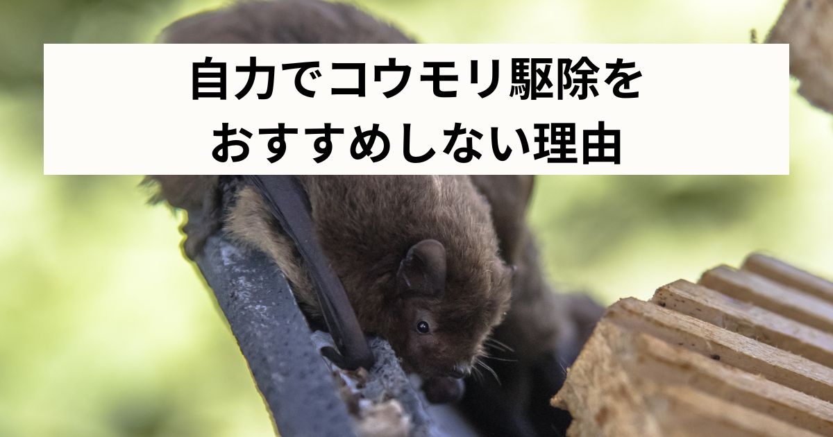 自力でコウモリ駆除をおすすめしない理由
