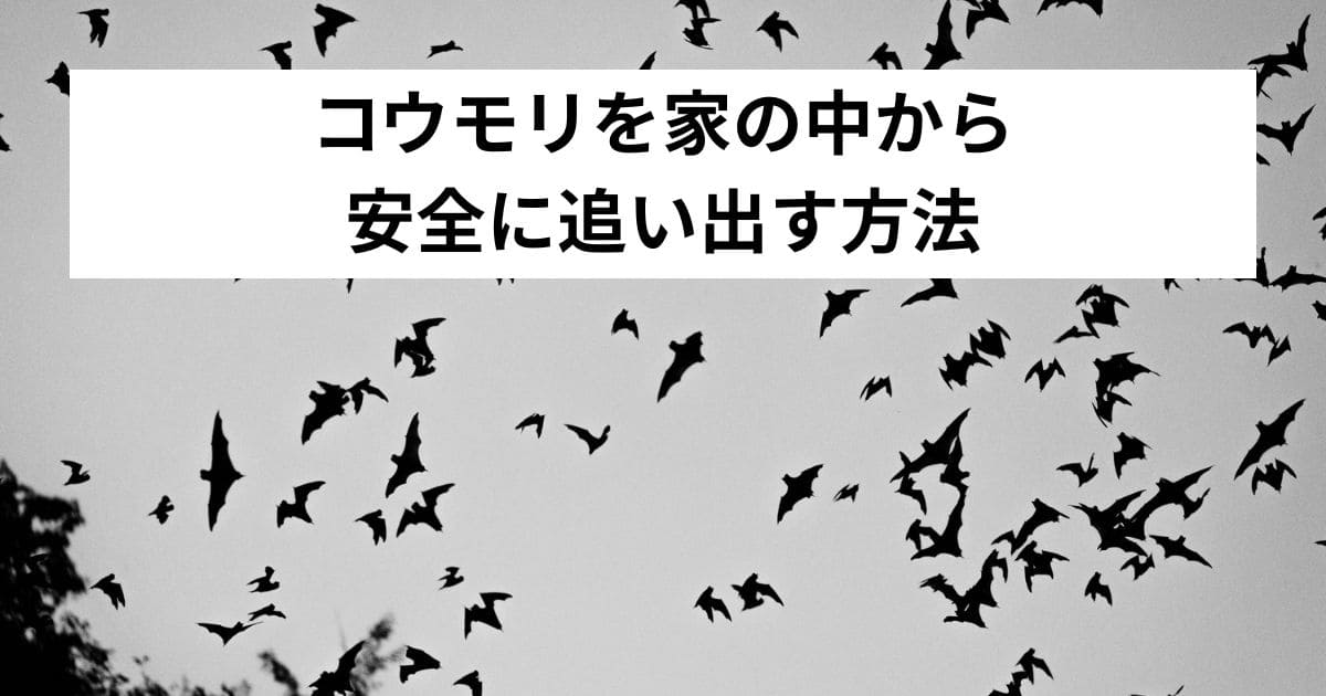 コウモリを家の中から安全に追い出す方法