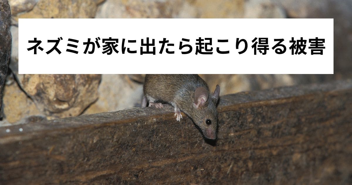 ネズミが家に出たら起こり得る被害