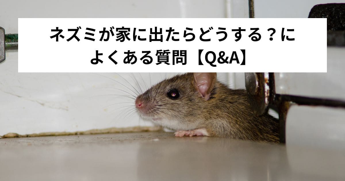 ネズミが家に出たらどうする？によくある質問【Q&A】