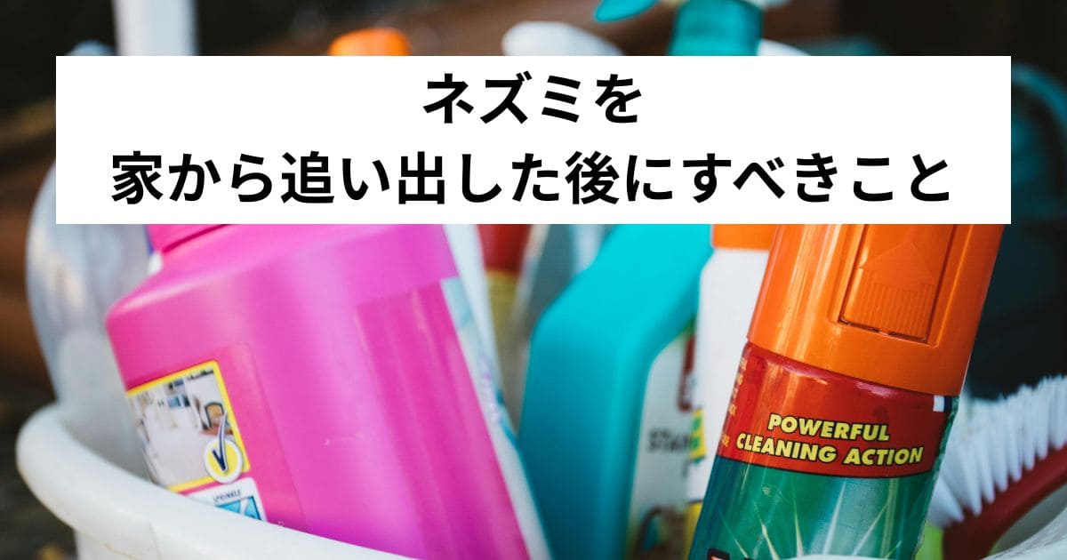 ネズミを家から追い出した後にすべきこと