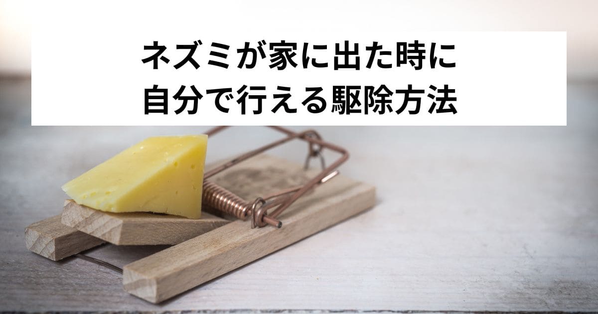 ネズミが家に出た時に自分で行える駆除方法