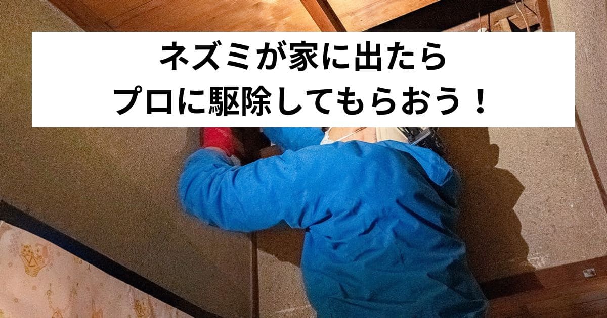 ネズミが家に出たらプロに駆除してもらおう！