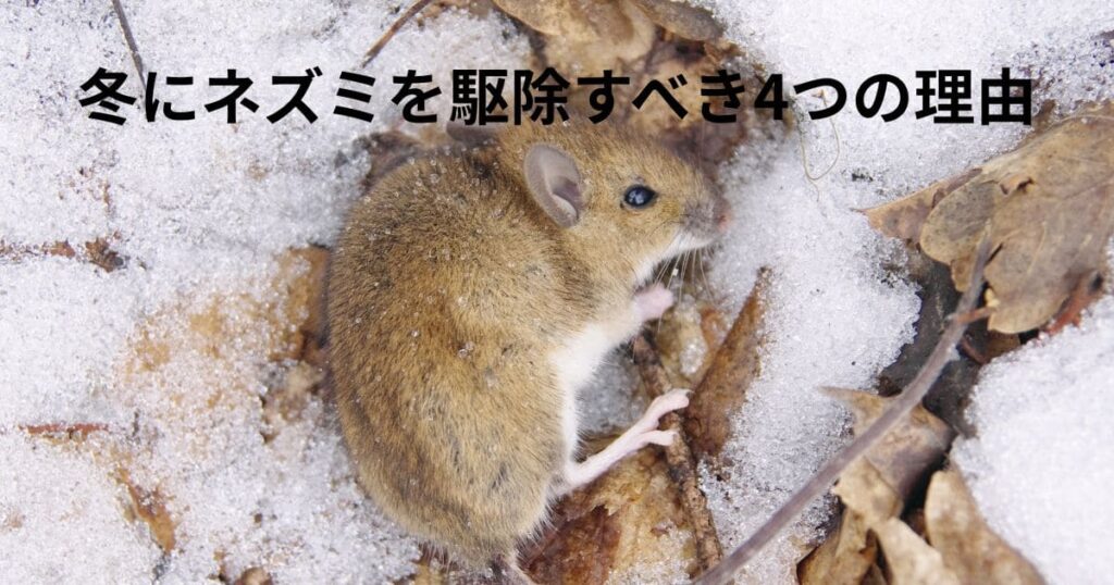 冬にネズミを駆除すべき4つの理由