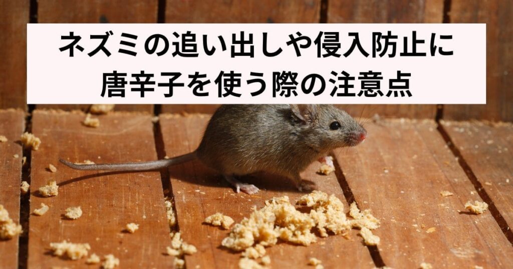 ネズミの追い出しや侵入防止に唐辛子を使う際の注意点