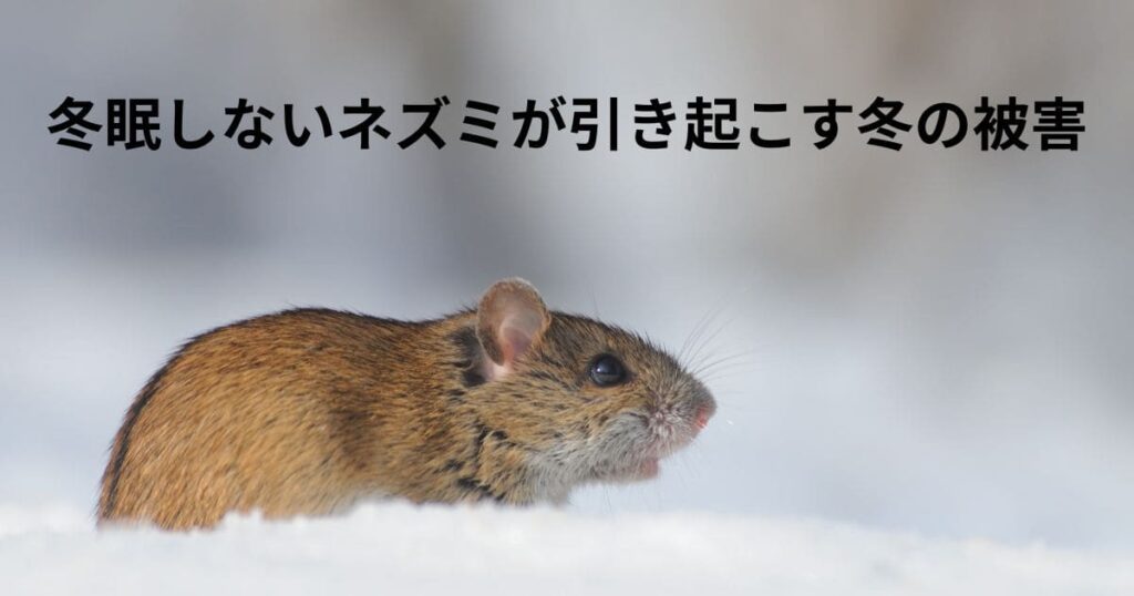 冬眠しないネズミが引き起こす冬の被害