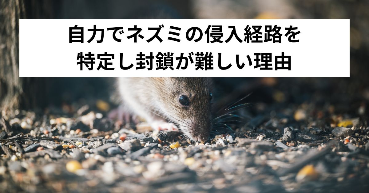 自力でネズミの侵入経路を特定し封鎖が難しい理由