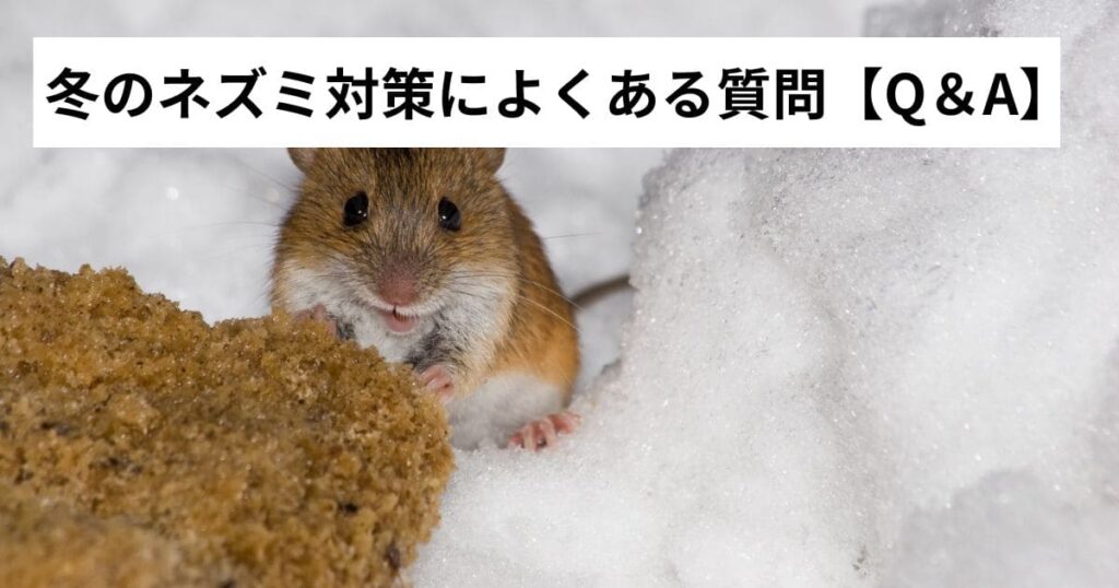 冬のネズミ対策によくある質問【Q&A】