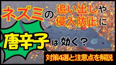 ネズミの追い出しや侵入防止に唐辛子は効く？対策4選と注意点を解説