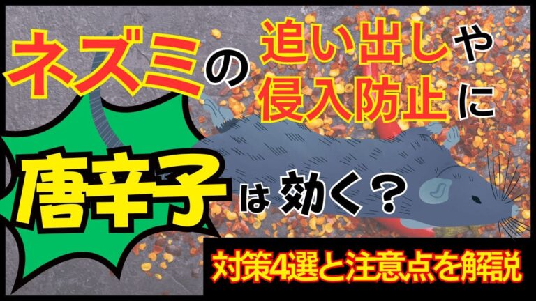 ネズミの追い出しや侵入防止に唐辛子は効く？対策4選と注意点を解説