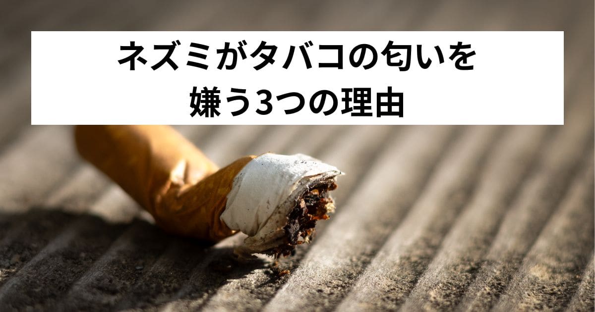 ネズミがタバコの匂いを嫌う3つの理由