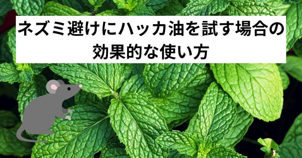 ネズミ避けにハッカ油を試す場合の効果的な使い方