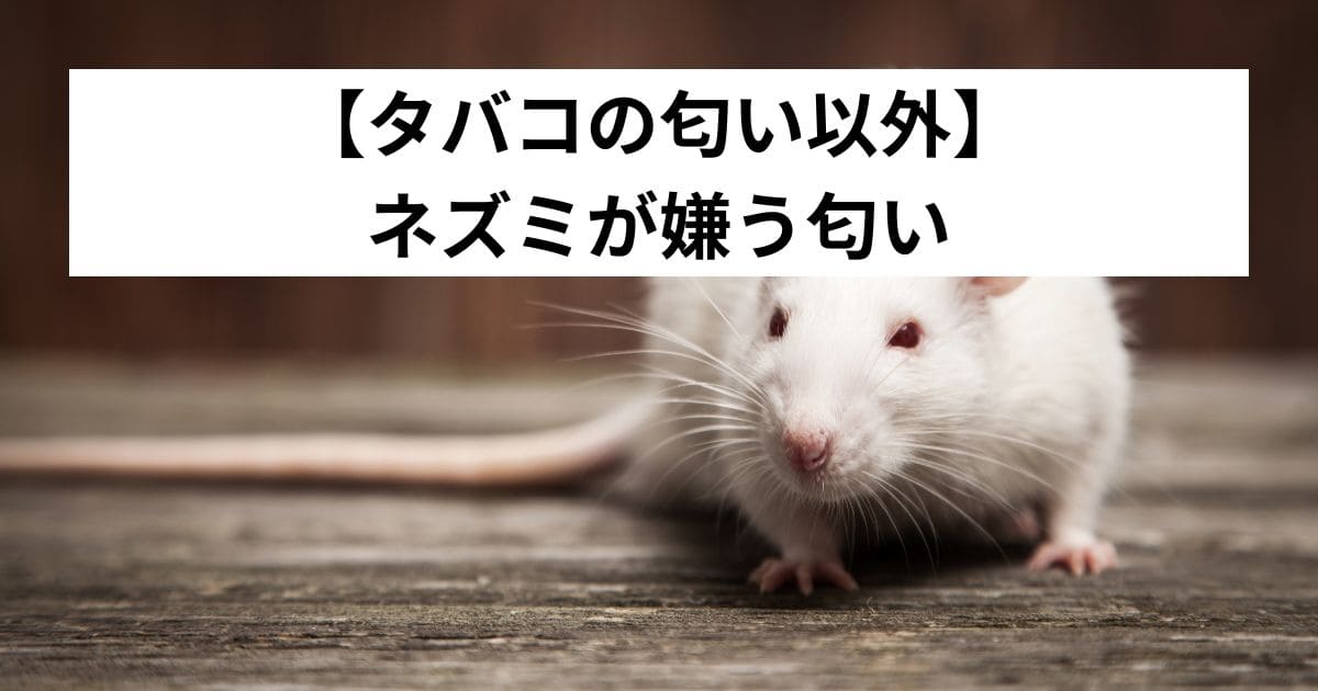 【タバコの匂い以外】ネズミが嫌う匂い