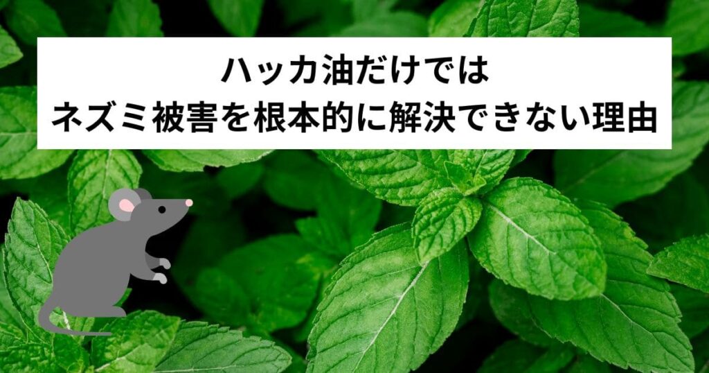 ハッカ油だけではネズミ被害を根本的に解決できない理由