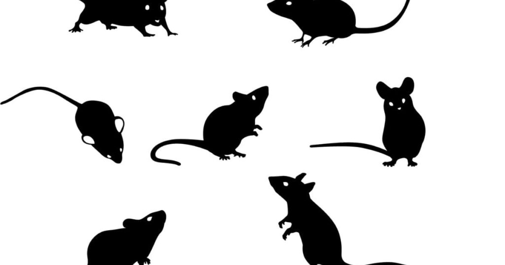 八王子市周辺で被害報告が多いネズミの種類と傾向