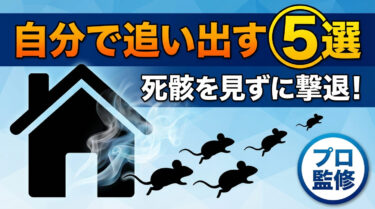 【プロ監修】自分でネズミを追い出す方法5選！再発防止策も解説